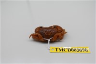 藏品(粗糙酋婦蟹)的圖片